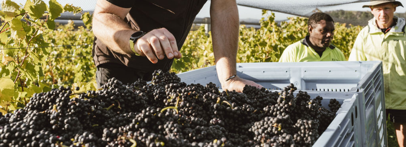 3 men inspecting harvested grapes at Nanny Goat Vineyard